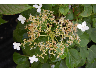 Hydrangea anomala ssp. petiolaris