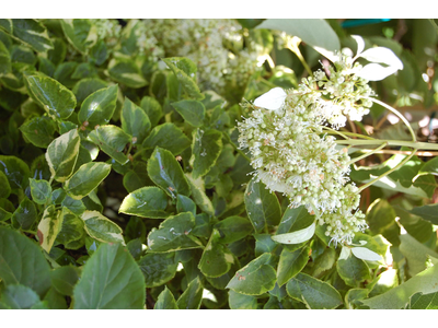 Hydrangea anomala ssp. petiolaris