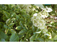Hydrangea anomala ssp. petiolaris Mirranda