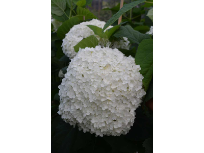 Hydrangea arborescens