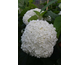 Hydrangea arborescens Annabelle