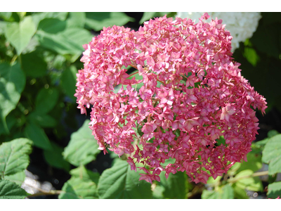 Hydrangea arborescens