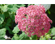 Hydrangea arborescens Bella Anna ®