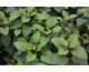 Hydrangea arborescens Bellaragazza Mauvette ® PW