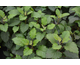 Hydrangea arborescens