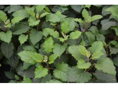 Hydrangea arborescens