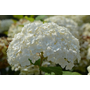 Hydrangea arborescens Flowerwow ® First Editions