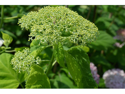 Hydrangea arborescens