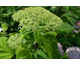 Hydrangea arborescens