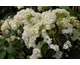 Hydrangea arborescens Hayes Starburst ®