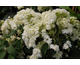 Hydrangea arborescens