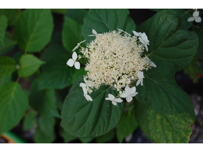 Hydrangea arborescens