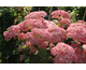Hydrangea arborescens Pink Annabelle ® (Invincibelle Spirit)
