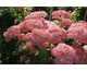 Hydrangea arborescens