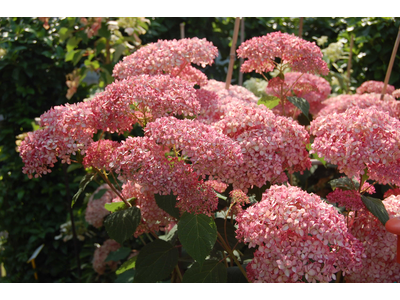 Hydrangea arborescens