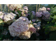 Hydrangea arborescens Pink Percussion