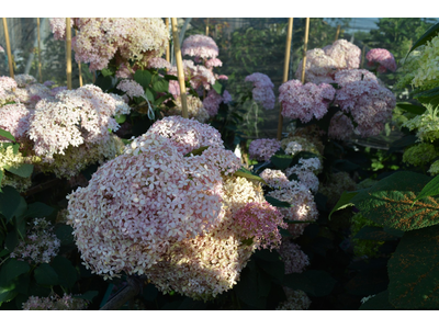 Hydrangea arborescens