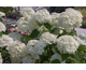 Hydrangea arborescens