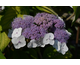 Hydrangea aspera Goldrush