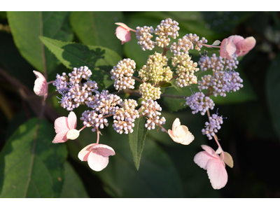 Hydrangea aspera