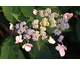 Hydrangea aspera Hot Chocolate