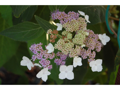 Hydrangea aspera