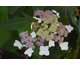 Hydrangea aspera Kawakami