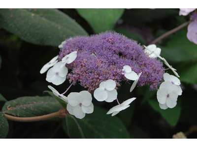 Hydrangea aspera