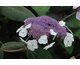 Hydrangea aspera Macrophylla