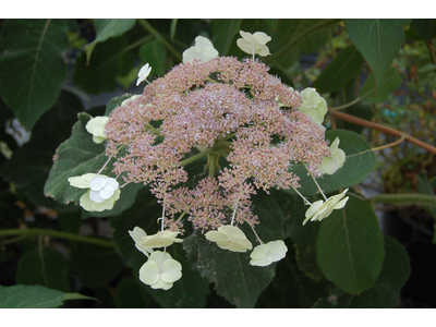 Hydrangea aspera