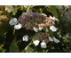 Hydrangea aspera Taiwan Pink