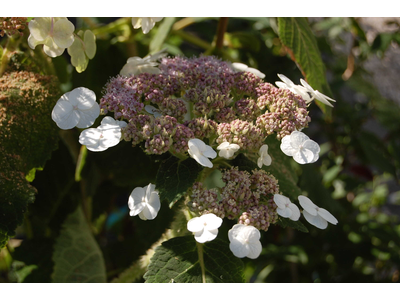 Hydrangea aspera