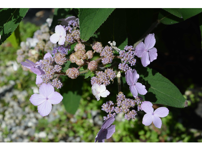 Hydrangea aspera