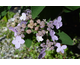 Hydrangea aspera Velvet and Lace
