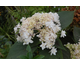 Hydrangea involucrata Mihara Kokonoe Tama