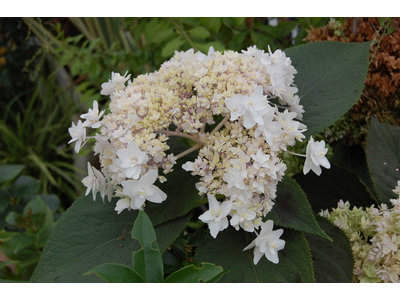 Hydrangea involucrata
