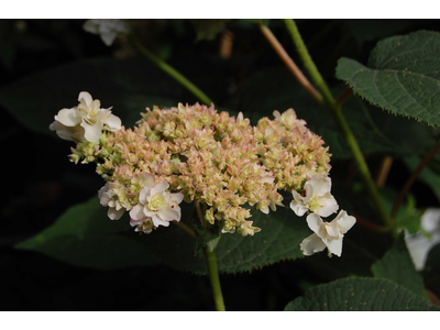 Hydrangea involucrata