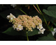 Hydrangea involucrata Yokudanka