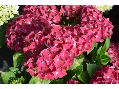 Hydrangea macrophylla