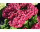 Hydrangea macrophylla Magical ® Four Seasons - Ruby Tuesday
