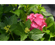 Hydrangea macrophylla Alpengluhen