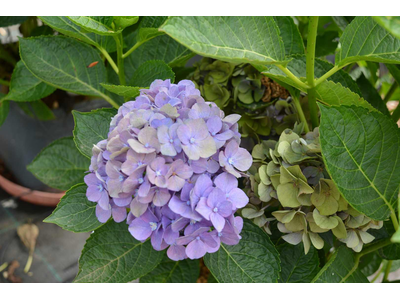 Hydrangea macrophylla