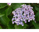 Hydrangea macrophylla