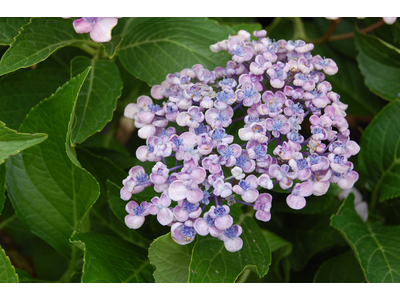 Hydrangea macrophylla