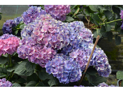 Hydrangea macrophylla