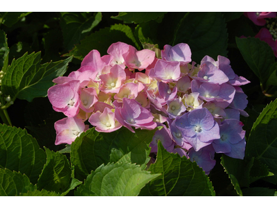 Hydrangea macrophylla