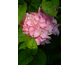 Hydrangea macrophylla