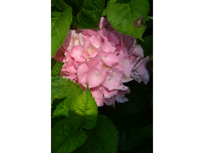 Hydrangea macrophylla