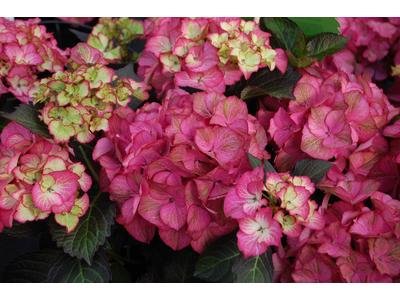 Hydrangea macrophylla