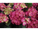 Hydrangea macrophylla Black Diamonds ® Baroque Angel